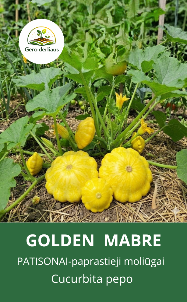 Patisonai-paprastieji moliūgai 'Golden Mabre' (Cucurbita Pepo)