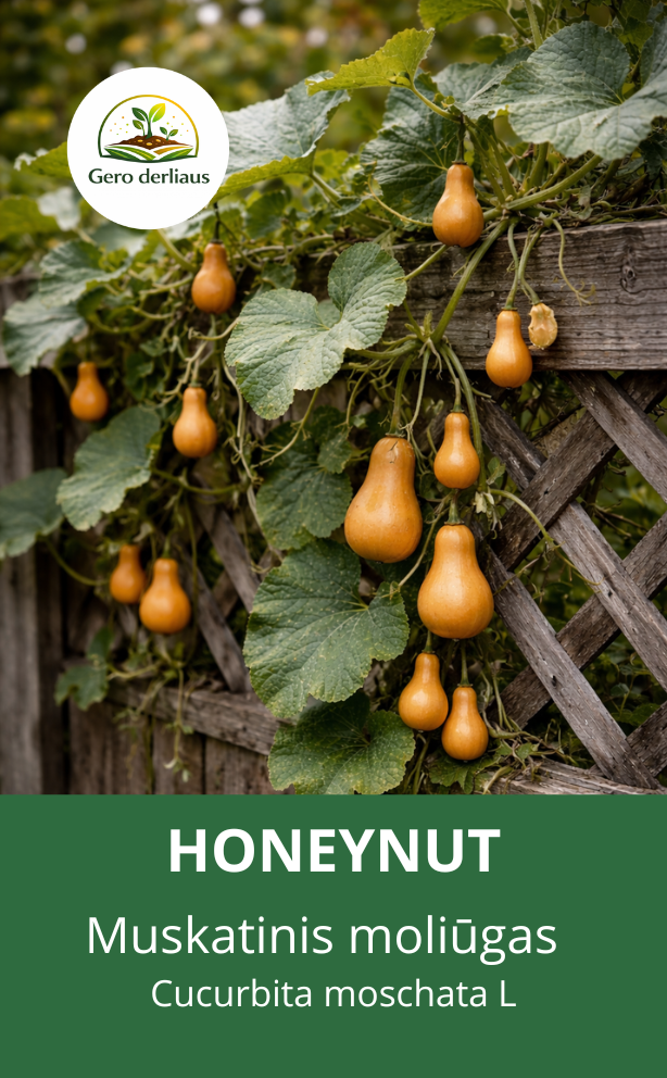 Muskatiniai moliūgai 'Honeynut' 5 sėklos (Cucurbita moschata)