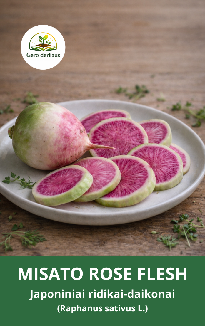 Japoniniai ridikai (daikonai), arbūziniai ridikai, ‘MISATO ROSE FLESH‘ 150 sėklų (Raphanus sativus L)