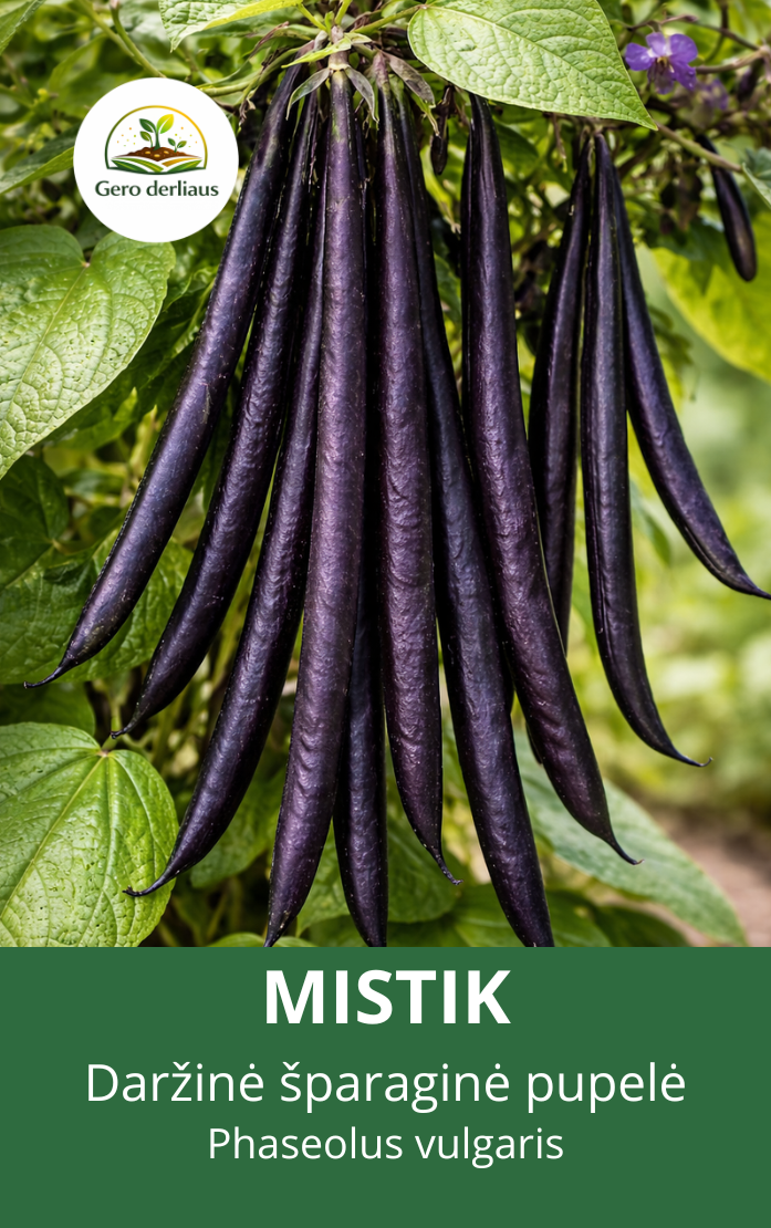 Pupelės šparaginės daržinės 'Mistik' 5g (Phaseolus vulgaris)