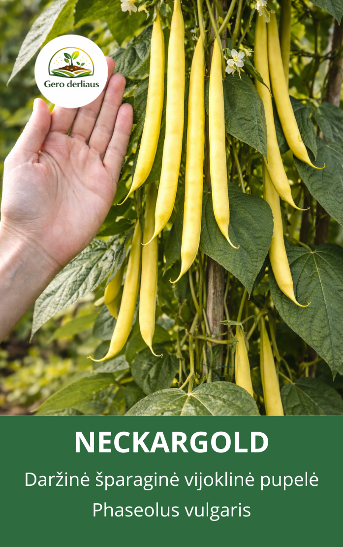 Pupelė šparaginė vijoklinė daržinė 'Neckargold' 20g (Phaseolus vulgaris)