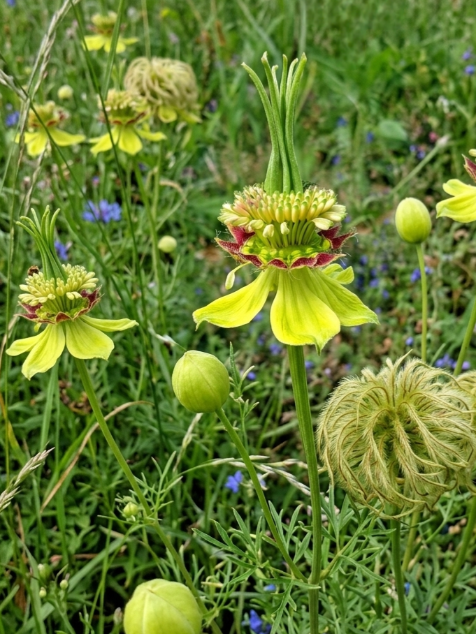 Rytinė juodgrūdė  Sėklų 1g (Nigella orientalis)