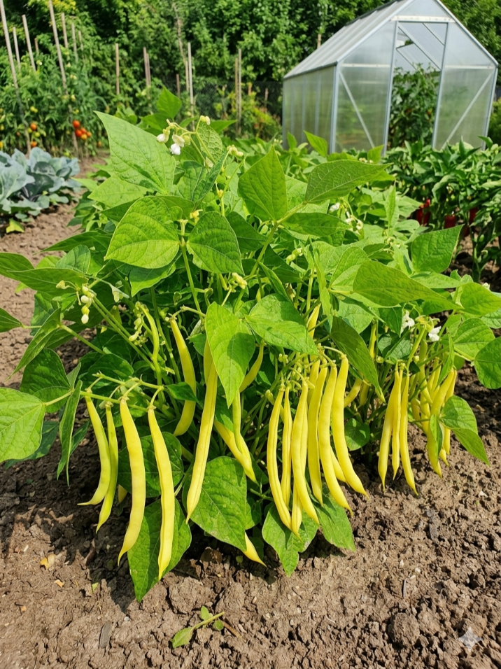 Žemaūgės daržinės pupelės (šparaginės) 'Tara' Sėklų 50g  (Phaseolus vulgaris var. nanus)