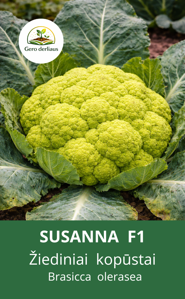 Žiediniai kopūstai Susanna  F1 (H) 5 sėklos(Brassica oleracea L. convar. botrytis L.)