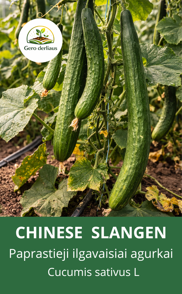 KININIAI AGURKAI (Paprastieji ilgavaisiai agurkai 'Chinese slangen'Sėklų 2g  (Cucumis sativus)
