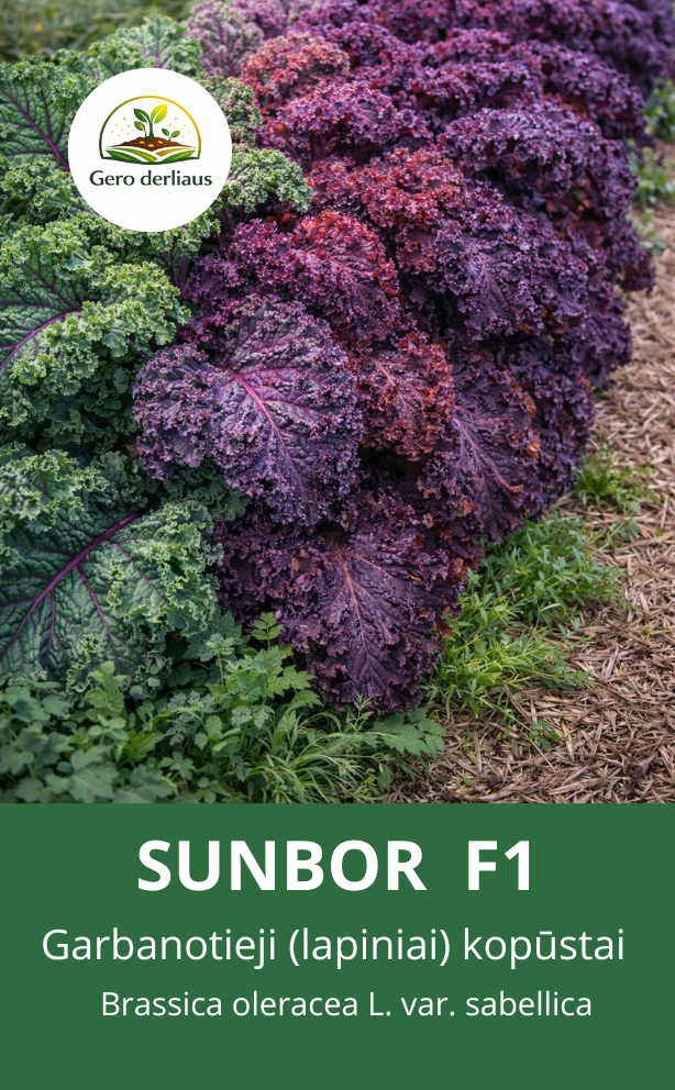 Lapiniai (Kale)  Sunbor F1(H) 10 sėklų ( Brassica oleracea convar. acephala var. sabellica)