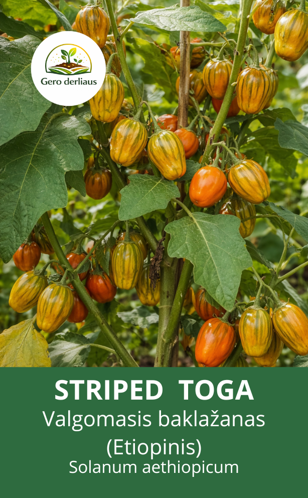 Etiopinis baklažanas "Striped Toga' 10 sėklų (Solanum aethiopicum)