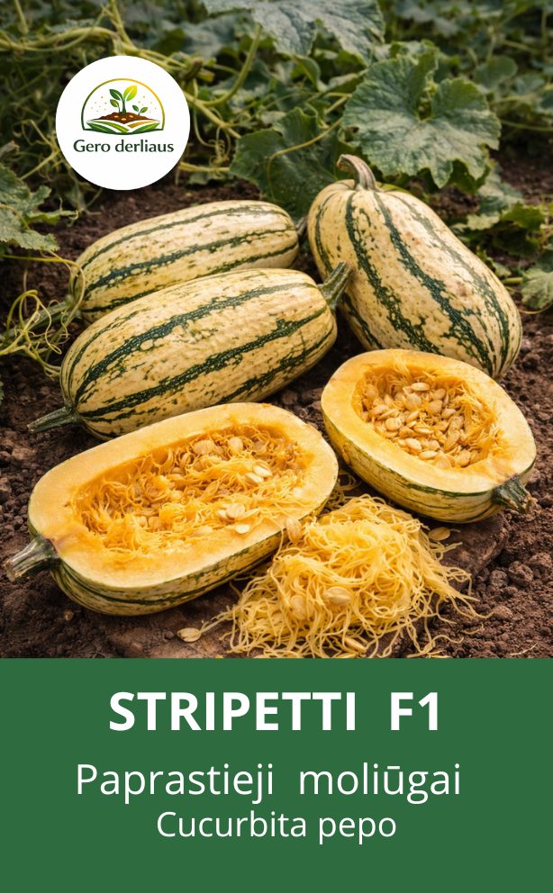 Spagetinis moliūgas Stripeti F1 5sėklos (Cucurbita pepo)