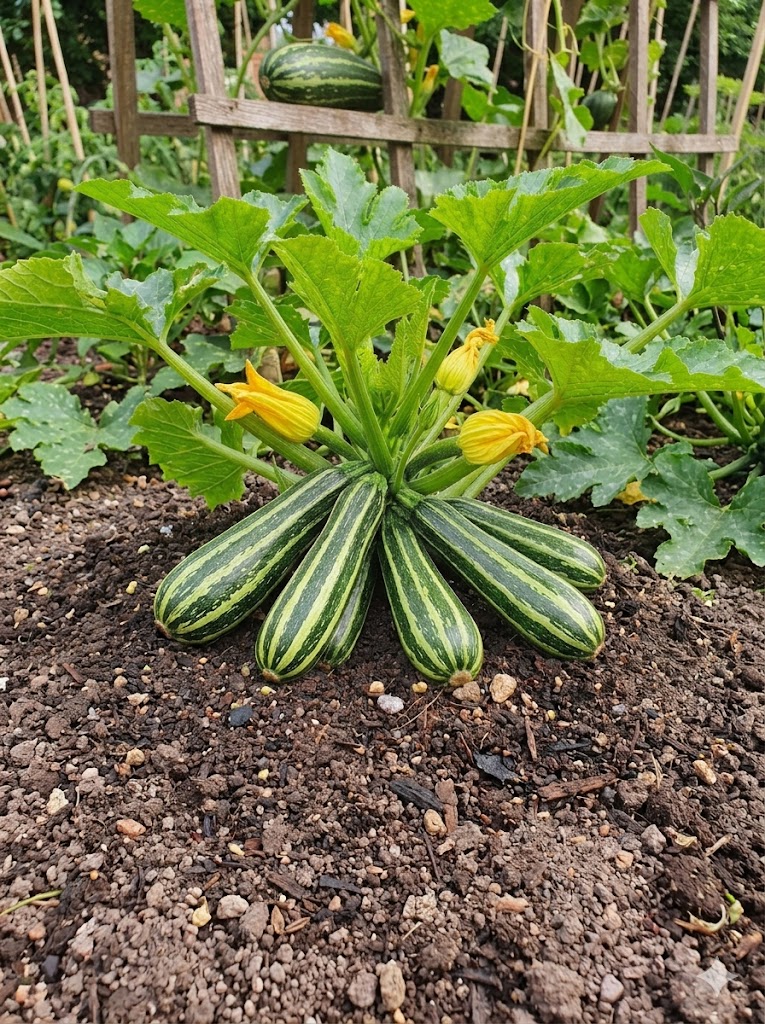 Cukinijos 'Tapir' Sėklų 3g (Cucurbita pepo)