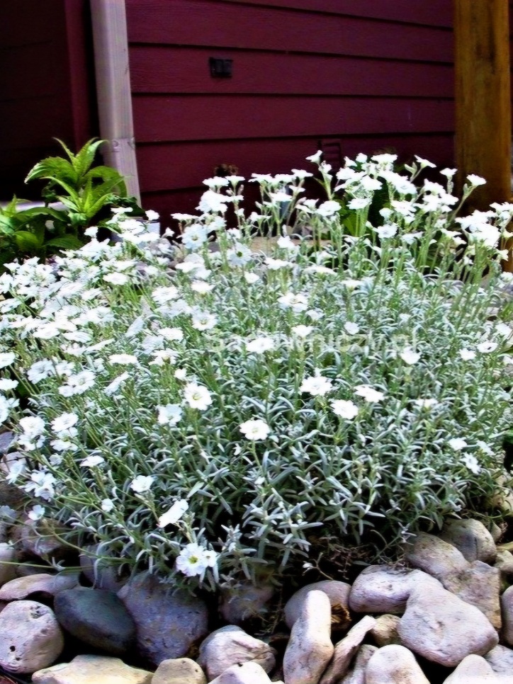 Kryminė glažutė Sėklų 0,5 g (Cerastium biebersteinii)