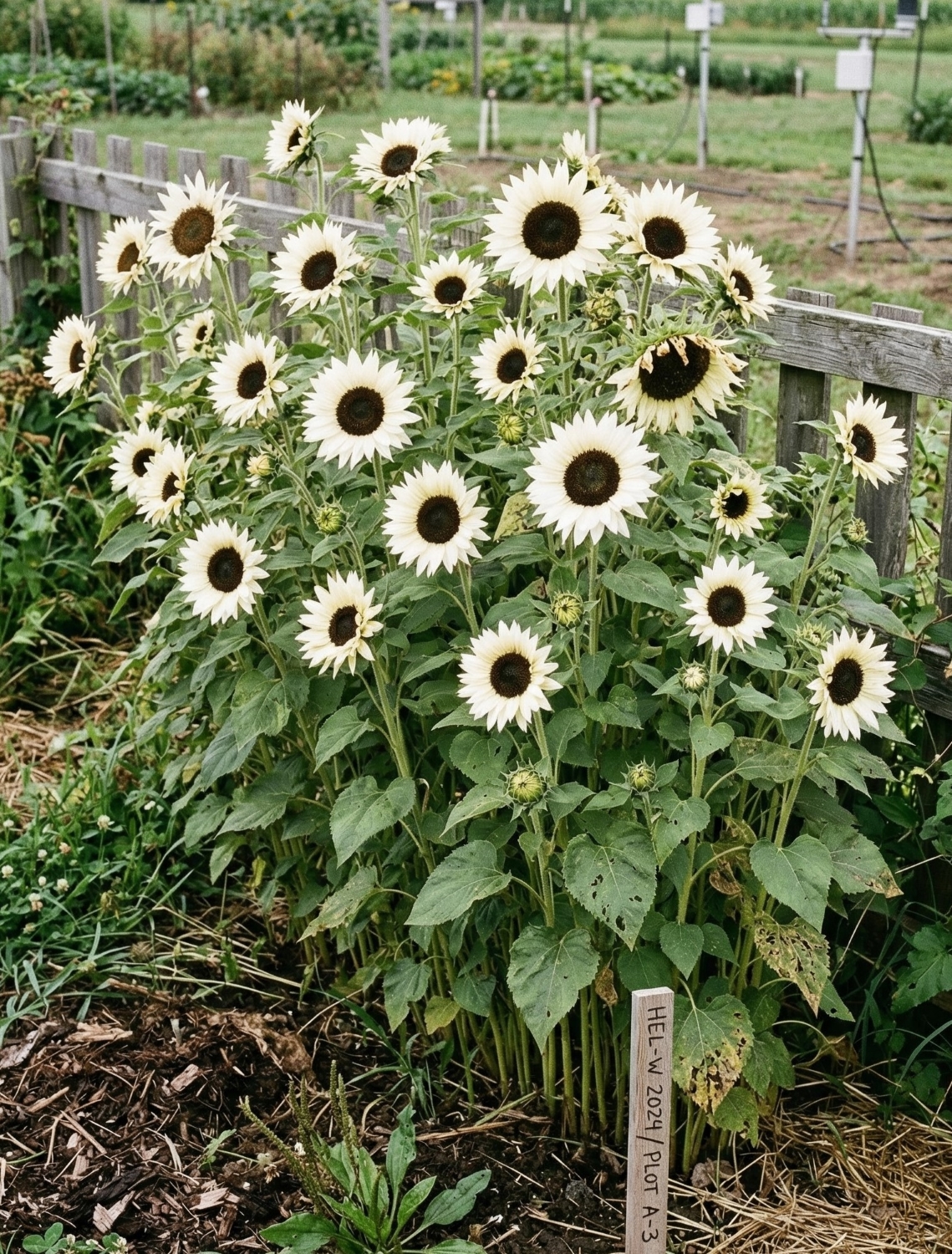 Paprastoji saulėgrąža ProCut White Nite F1 (Helianthus annuus), 10 sėklų