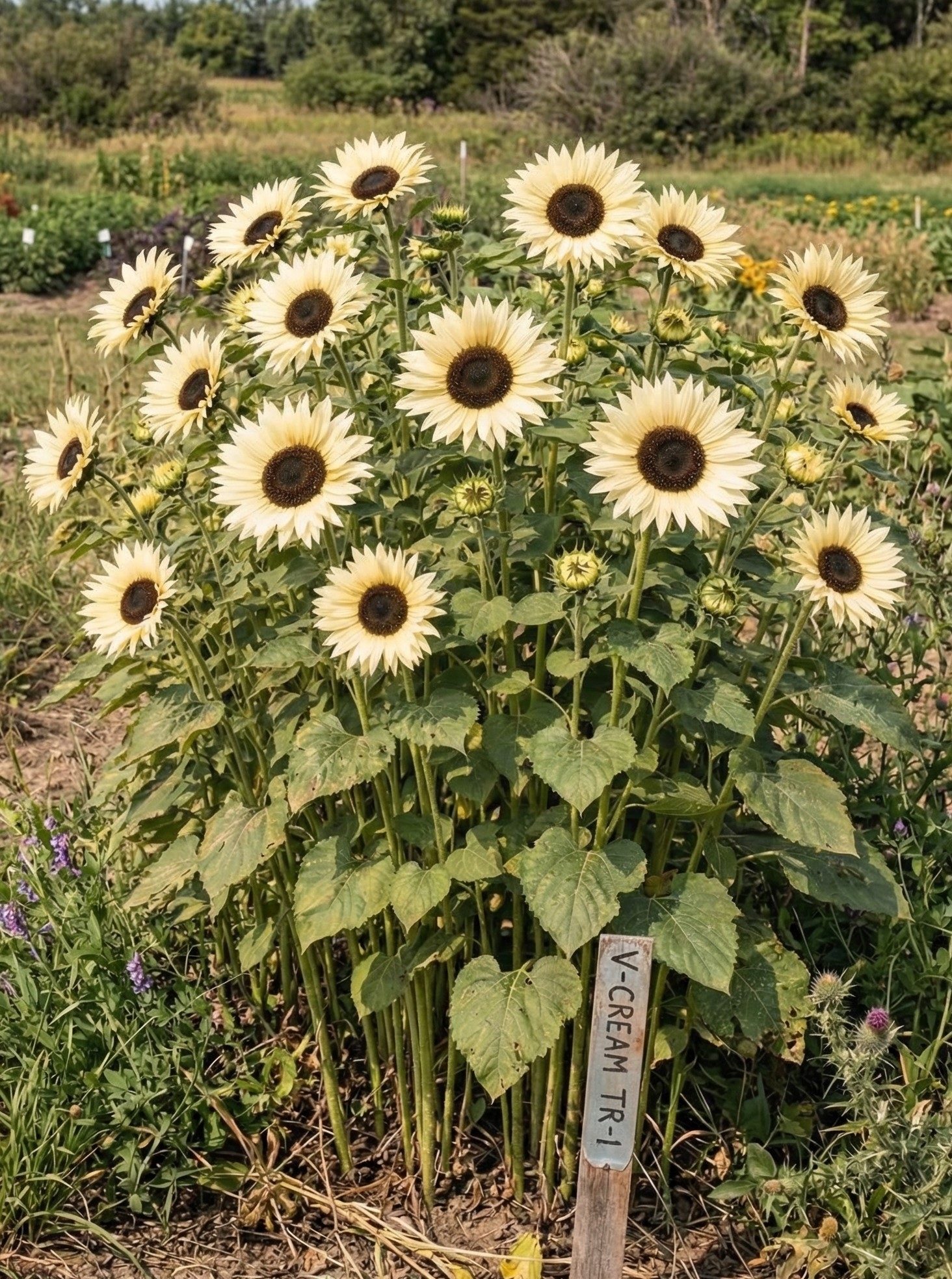 Gležnoji saulėgrąža "Vanilla Ice" (Helianthus debilis)60 sėklų