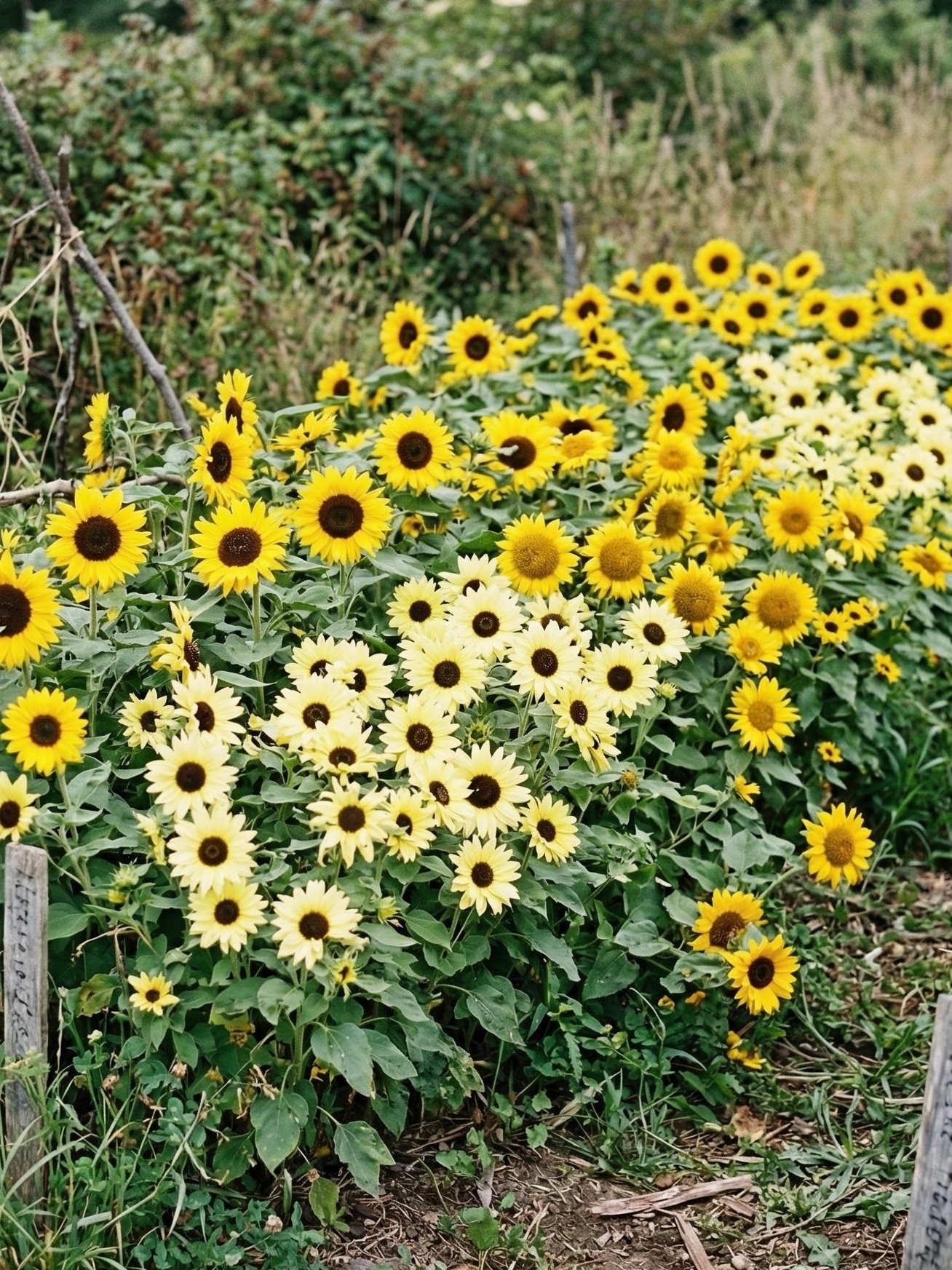 ŽEMAŪGĖ paprastoji saulėgrąža "Pacino mišinys" (Helianthus annuus), 10 sėklų