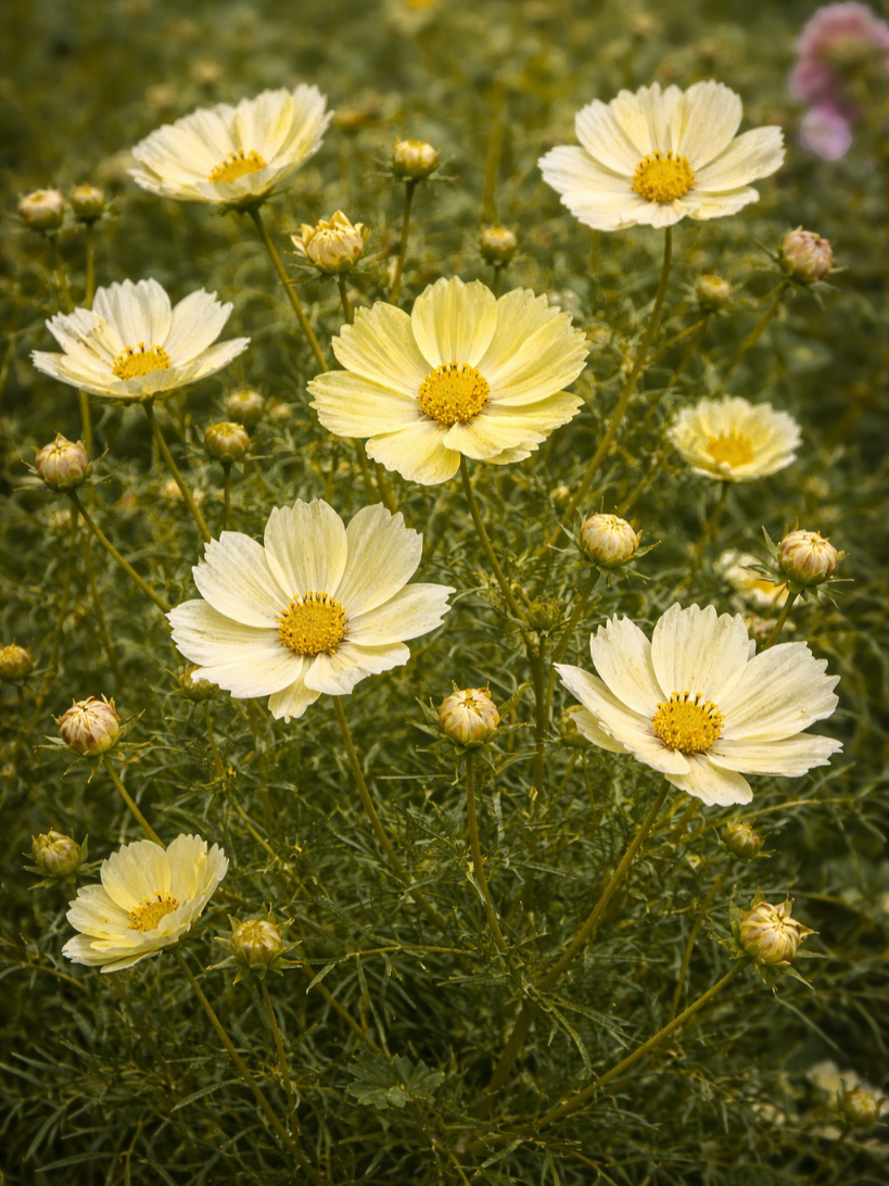 Paprastoji kosmėja 'Xanthos' 10 sėklų, (Cosmos bipinnatus)