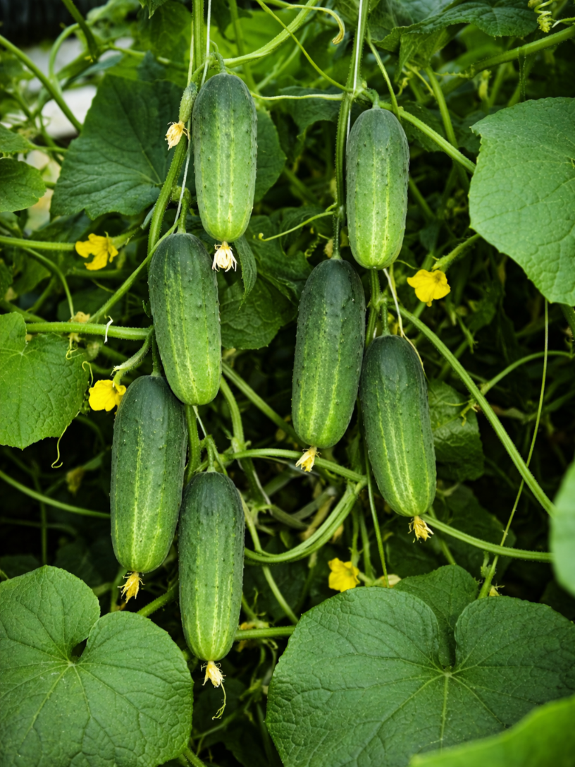 Paprastieji trumpavaisiai agurkai Akord F1(H) 60s