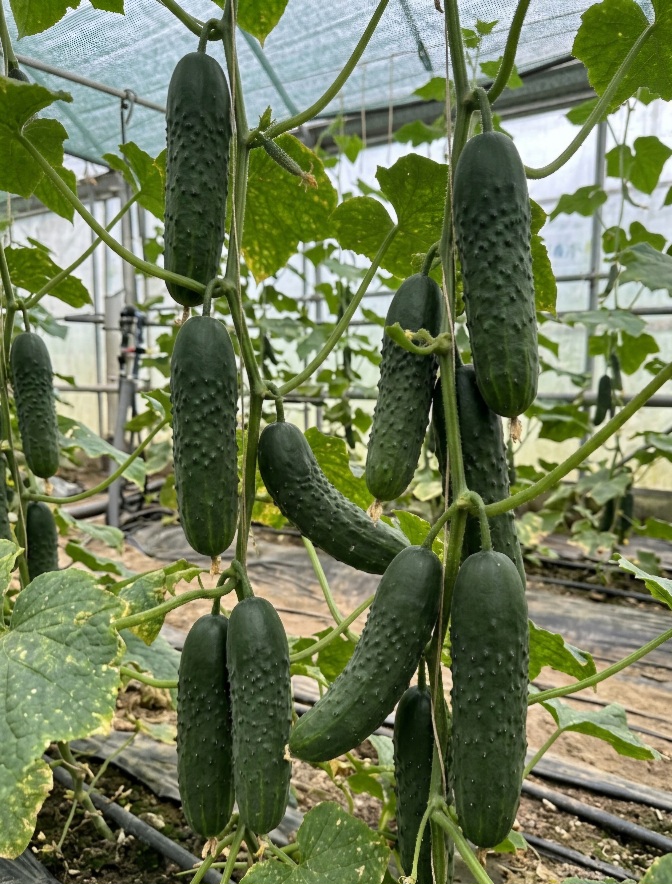 Paprastieji trumpavaisiai agurkai (Cucumis sativus) Romara RZ F1,