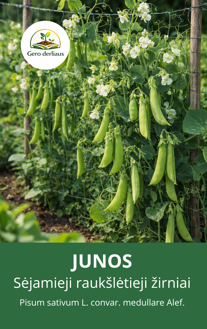 Žirniai, sėjamieji raukšlėtieji 'Junos' Sėklų 50g (Pisum sativum L. convar. medullare Alef. )