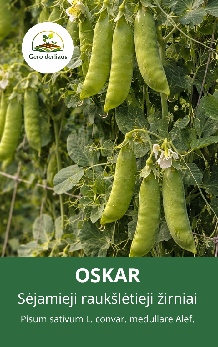 RAUKŠLĖTIEJI ŽIRNIAI 'OSKAR' (PISUM SATIVUM L.)