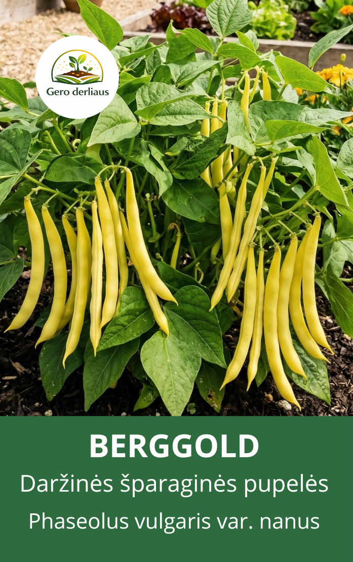 Daržinės pupelės (žemaūgės, šparaginės) 'Berggold' sėklų 50g (Phaseolus vulgaris var. nanus)
