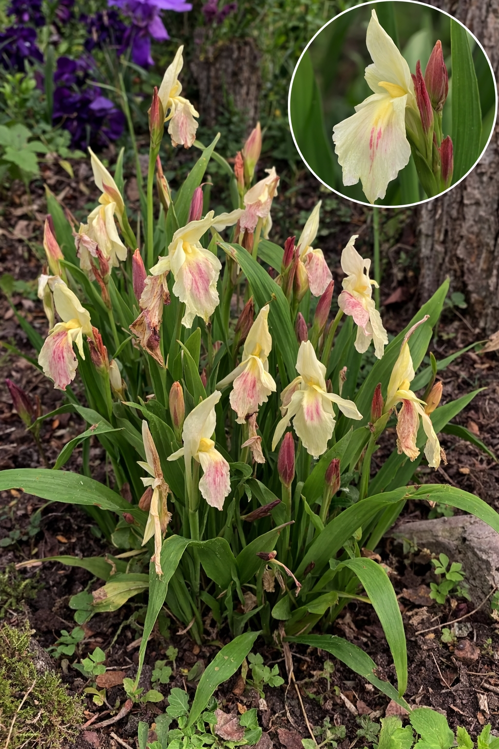 Roskėja besseno (Roscoea bessiana) 1vnt(bare root)