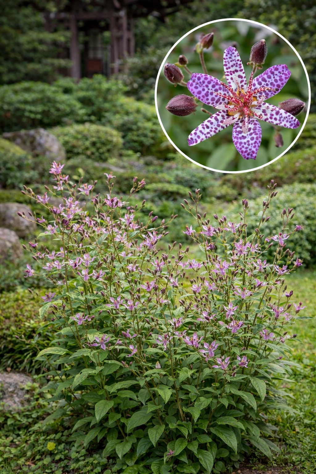 Kreivuonis plaukuotasis (Tricytris Hirta) 1vnt (bare root)