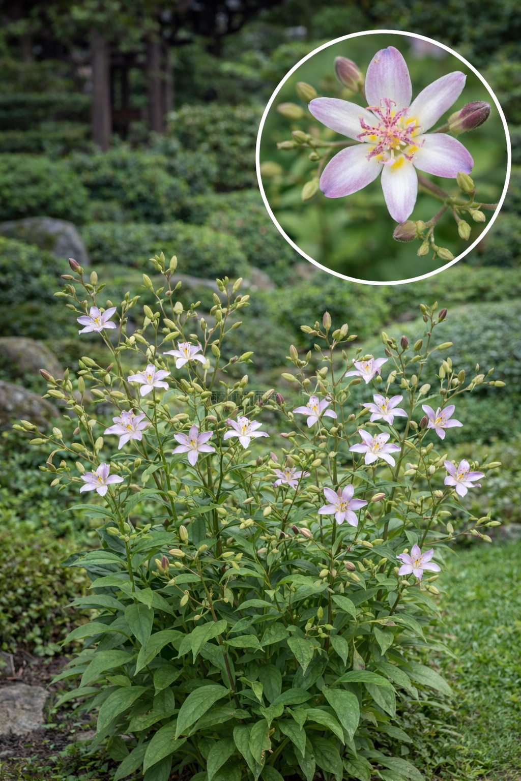 Kreivuonis plaukuotasis 'Tojen'  (Tricytris Hirta) 1vnt (bare root)