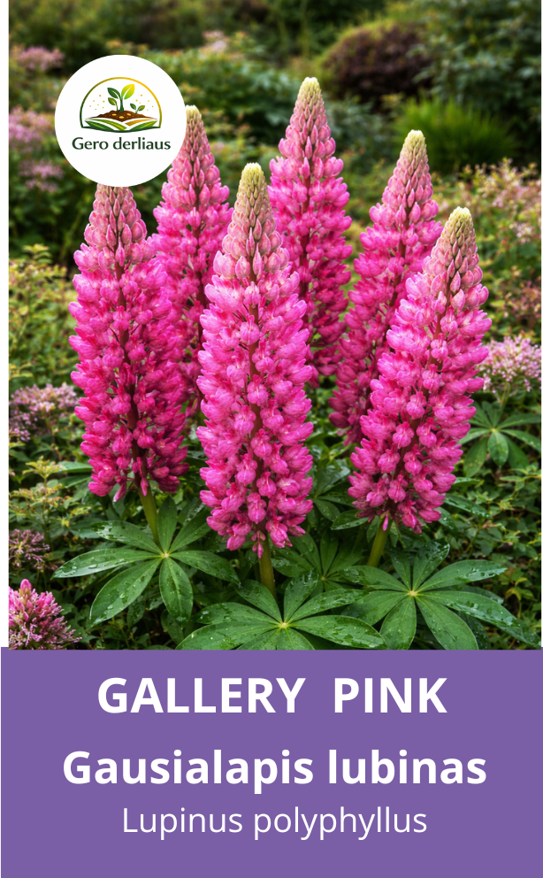 Žemaūgis gausialapis lubinas 'Gallery Pink' 10 sėklų (Lupinus polyphyllus)