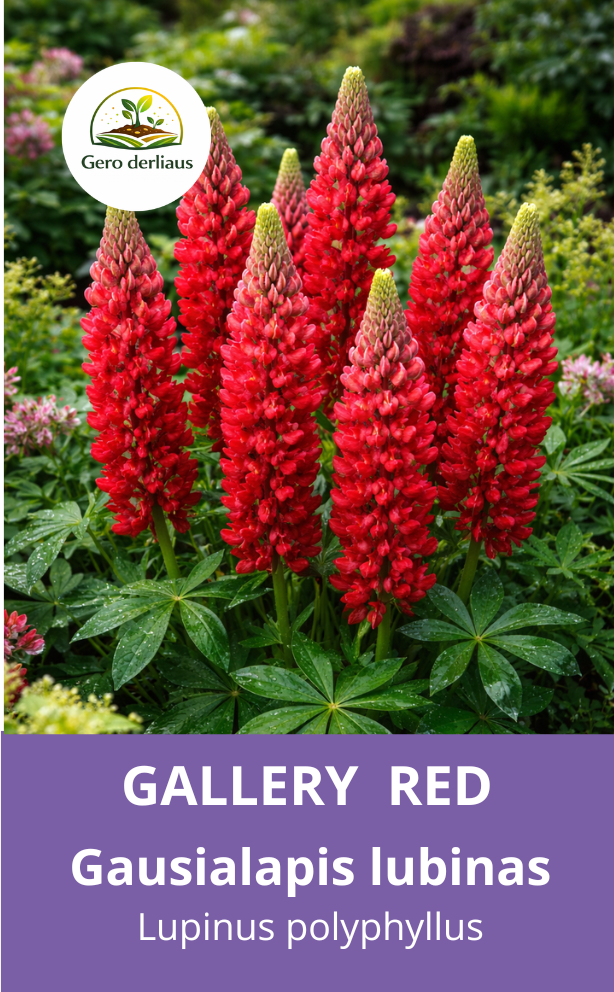 Žemaūgis gausialapis lubinas 'Gallery Red' 10 sėklų (Lupinus polyphyllus)