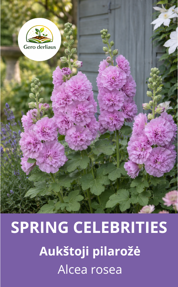 Žemaūgė piliarožė 'Spring celebrities Lilac' 10 sėklų ( Althaea rosea)