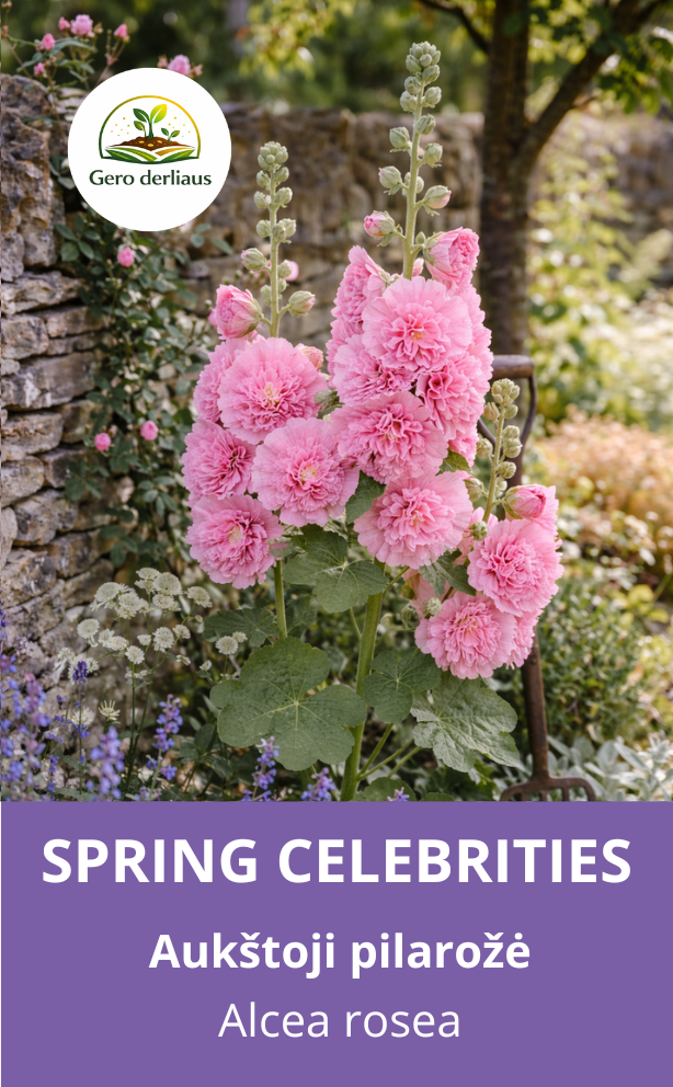 Žemaūgė piliarožė 'Spring celebrities Rose' 10 sėklų ( Althaea rosea)