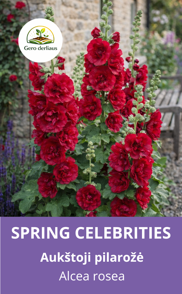 Žemaūgė piliarožė 'Spring celebrities Carmine' 10 sėklų ( Althaea rosea)