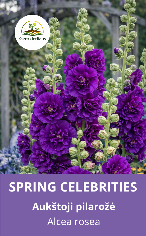 Žemaūgė piliarožė 'Spring celebrities Purple' 10 sėklų ( Althaea rosea)