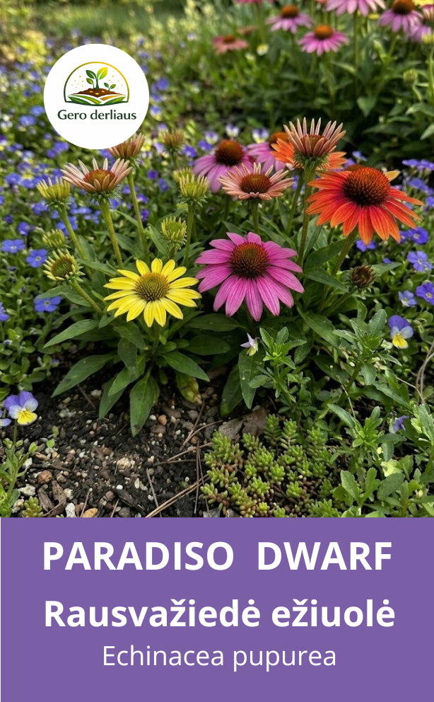 Ežiuolės purpurinės  'Paradiso Dwarf' 10 sėklų ( Echinacea purpurea)