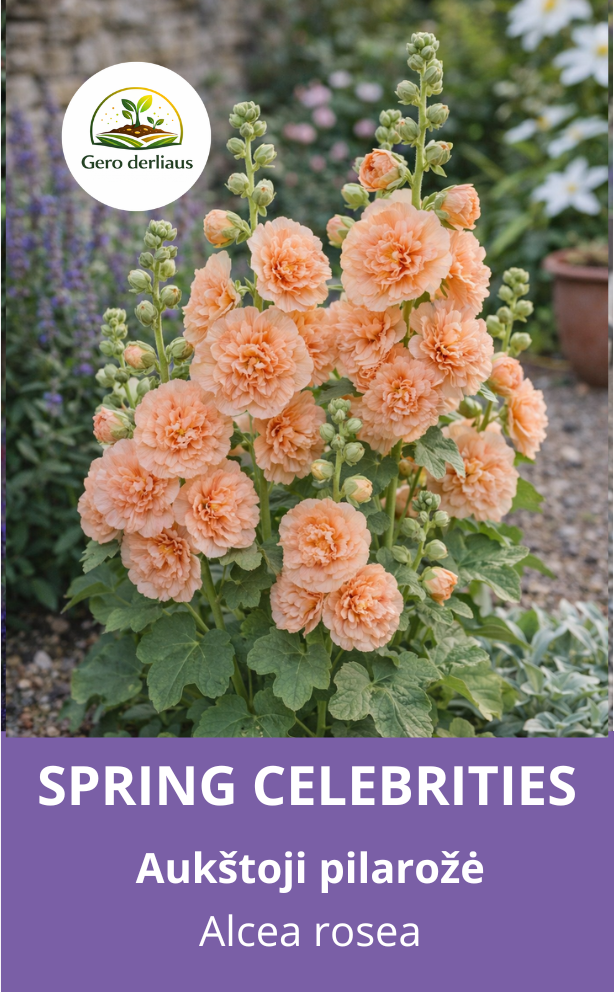 Žemaūgė piliarožė 'Spring celebrities apricot' 10 sėklų ( Althaea rosea)