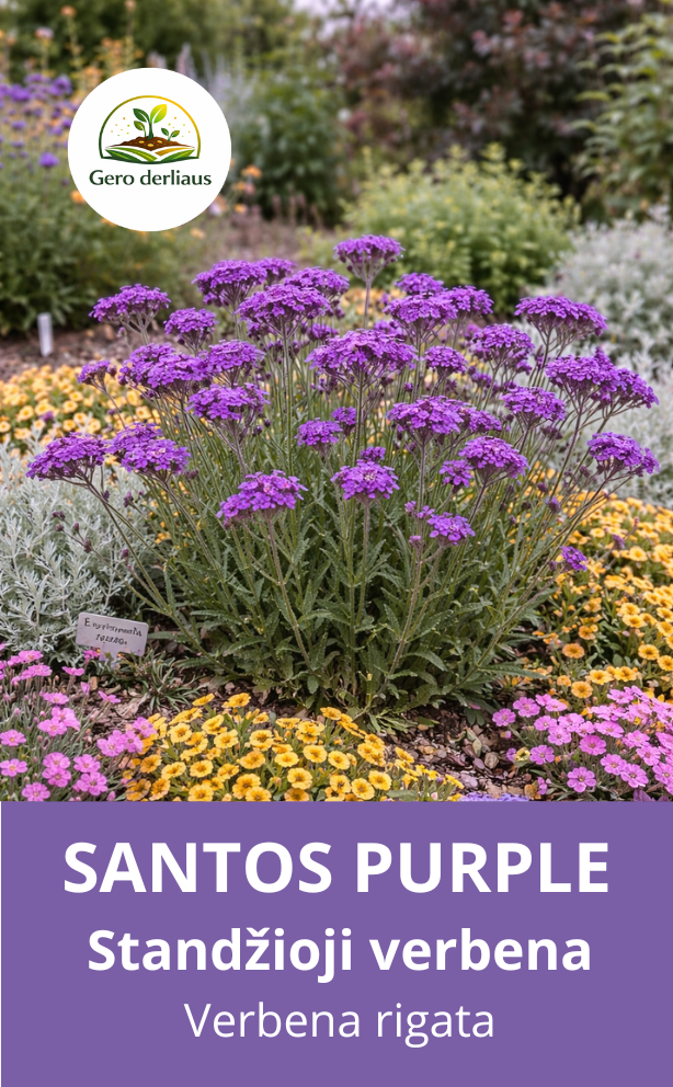 Verbena šiurkščioji(standžioji) 'Santos purple' 20 sėklų (Verbena rigida)