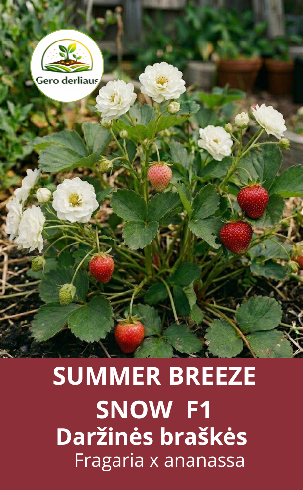 Daržinė braškė Summer Breeze Snow F1 5 sėklos (Fragaria x ananassa)