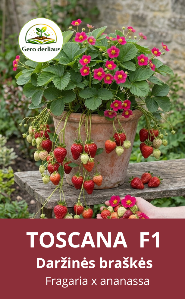 Daržinė braškė Toscana F1 5 sėklos (Fragaria  ananassa)