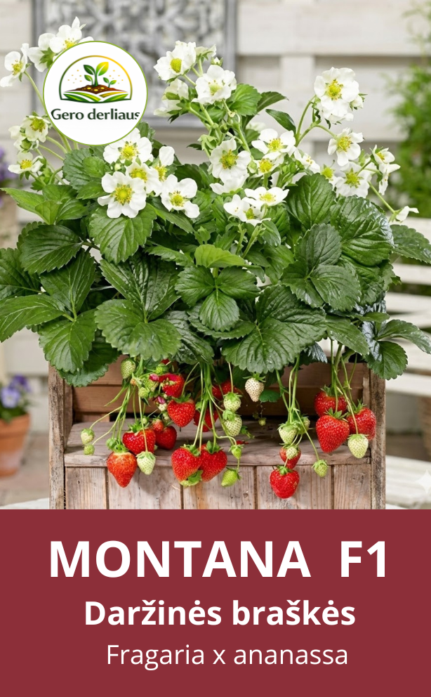 Daržinė braškė Montana F1 5 sėklos (Fragaria  ananassa)