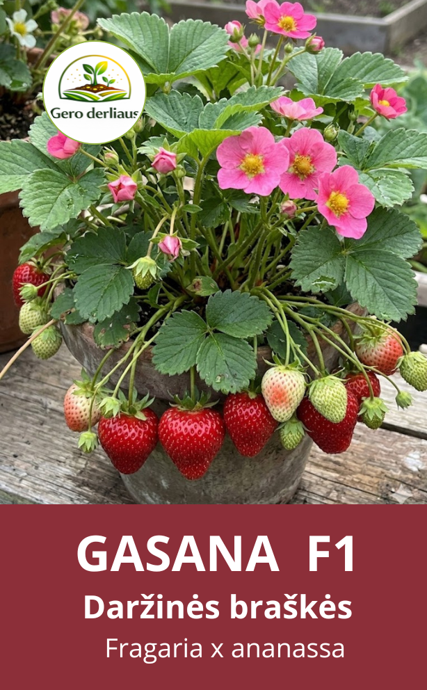 Daržinė braškė Gasana F1 5 sėklos (Fragaria  ananassa)