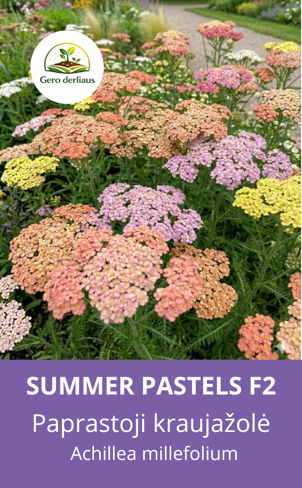 Paprastoji kraujažolė Summer Pastells F2 18 sėklų (Achillea millefolium)