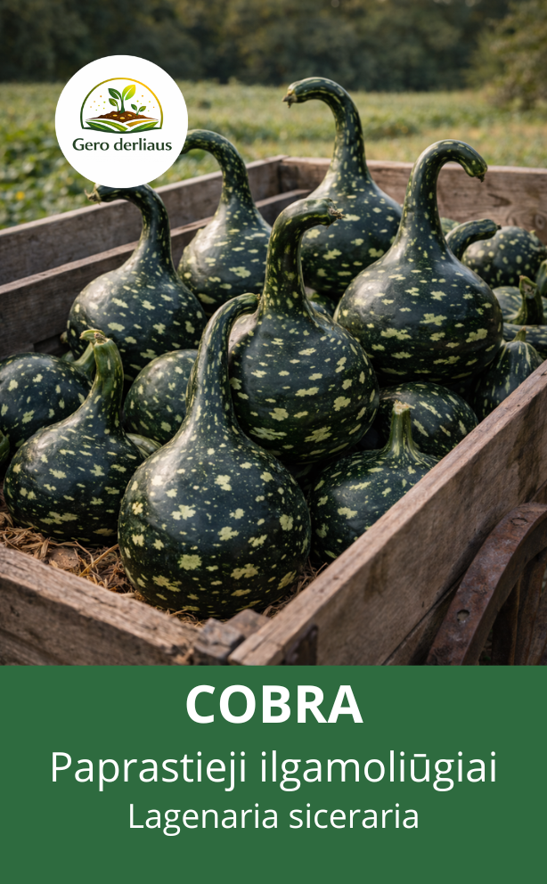 Paprastasis ilgamoliūgis 'Kobra' 5 sėklos (Lagenaria siceraria)