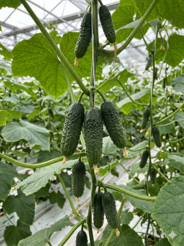 Paprastieji trumpavaisiai agurkai Ansor F1(H) 20s