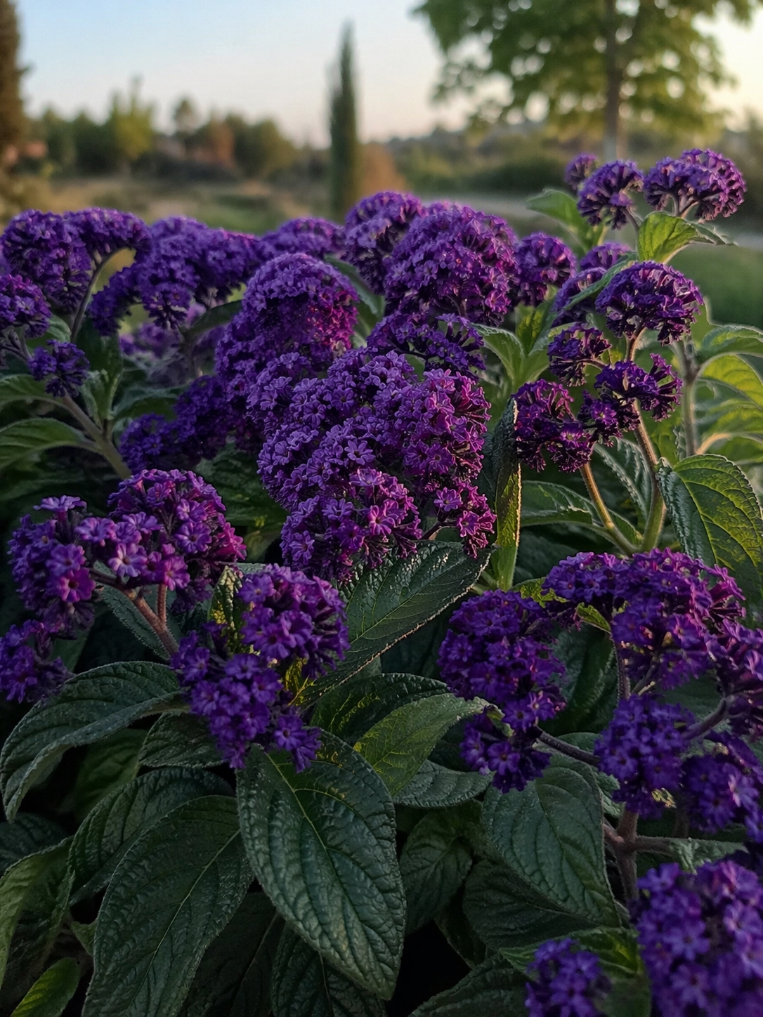 Kvapnusis heliotropas (lot. Heliotropium arborescens) 150 sėklų
