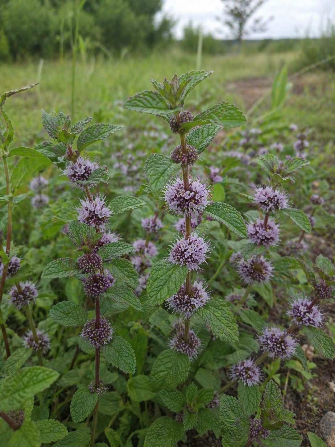 Taškuotosios mėtos (lot. Mentha pulegium) Sėklų 0,1g