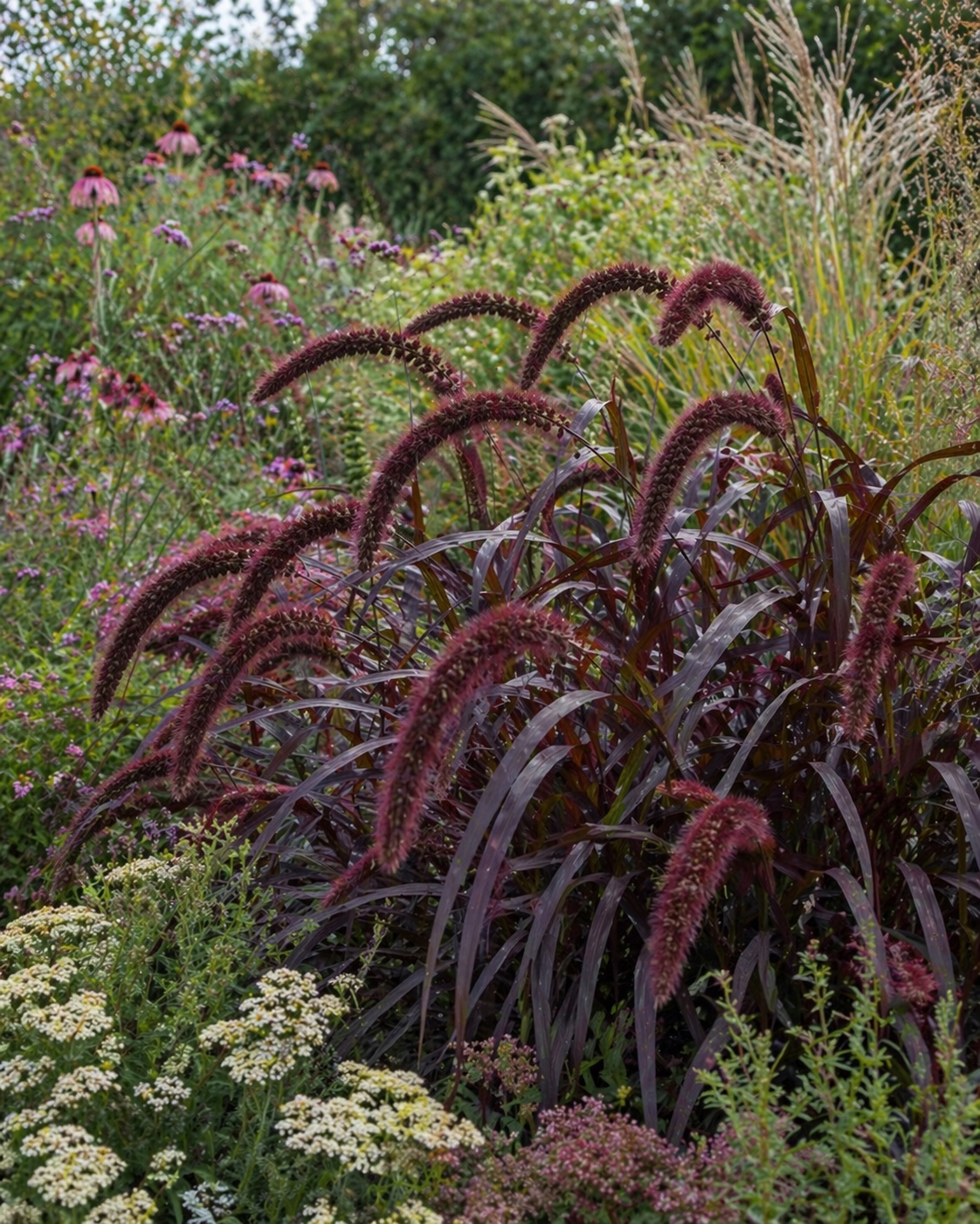 Italinė šėrytė 'Red Jewel' (Setaria italica), 180 sėklų