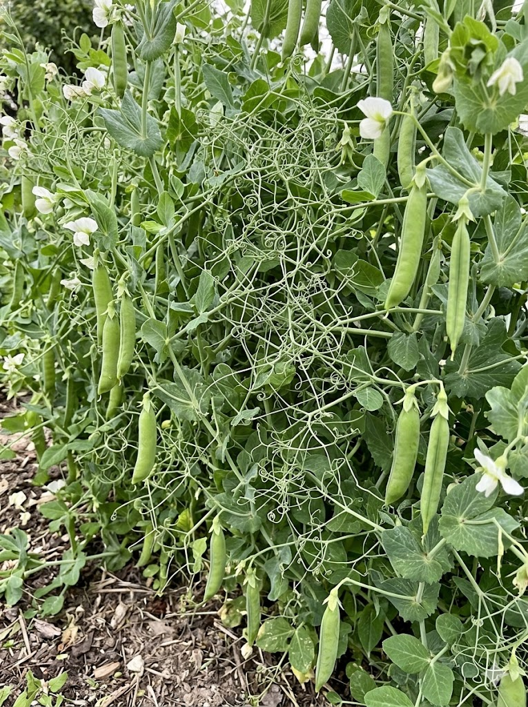 Raukšlėtieji žirniai 'AVOLA' 100 sėklų  (Pisum sativum L.)