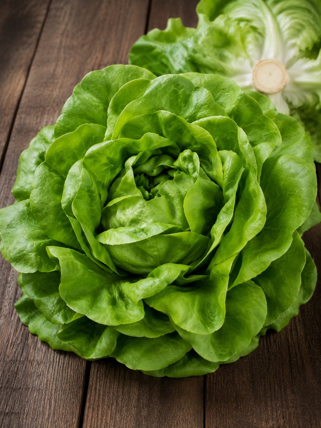 SĖJAMOSIOS SALOTOS ATTRACTION LACTUCA SATIVA) 730s