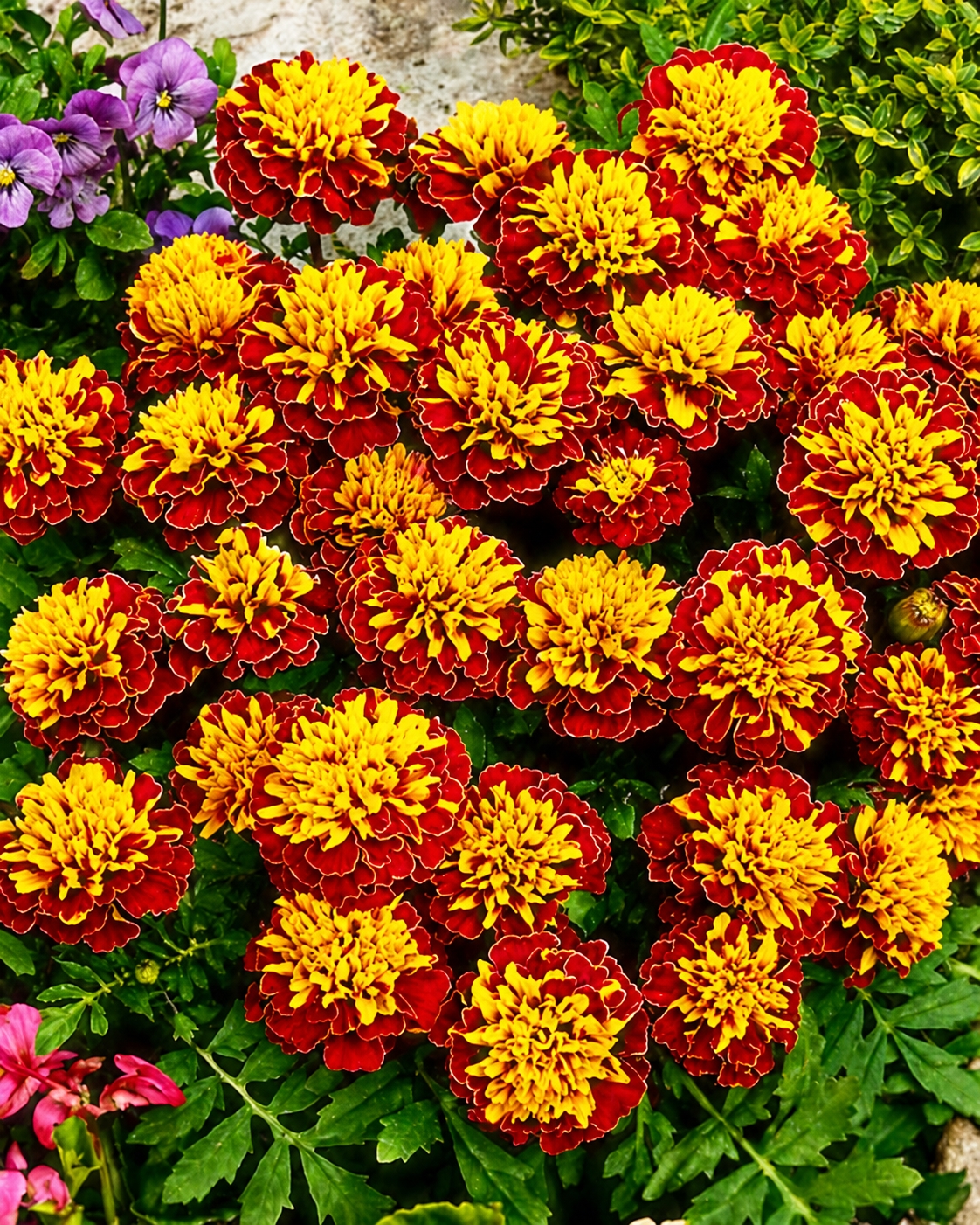 Gvazdikinis serentis 'Petite Harmony'  Sėklų 0,5g ( Tagetes patula nana)