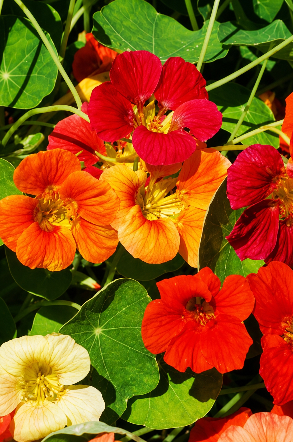 Didžiosios nasturtės 'Dvarf Jewel Mix' 20 sėklų  (lot. Tropaeolum majus)