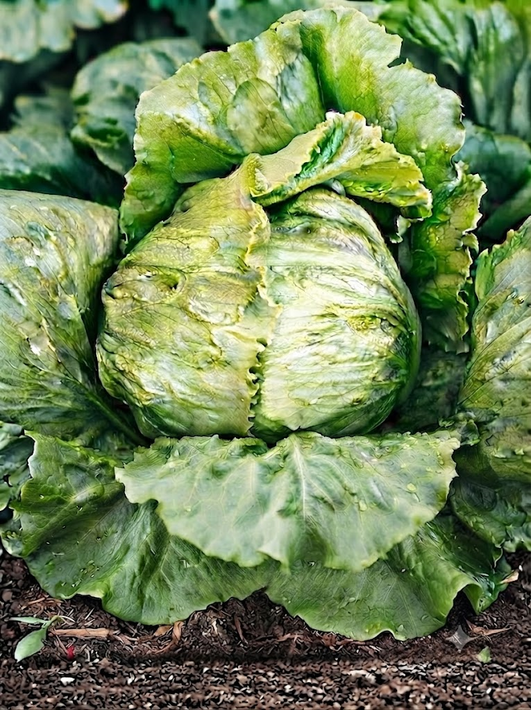 Sėjamosios salotos gūžinės 'Krolowa Lata' Sėklų 1g (Lactuca Sativa L.)